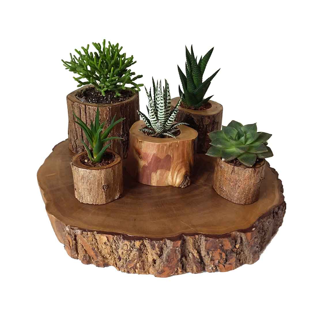 STUMP PLANTER SET