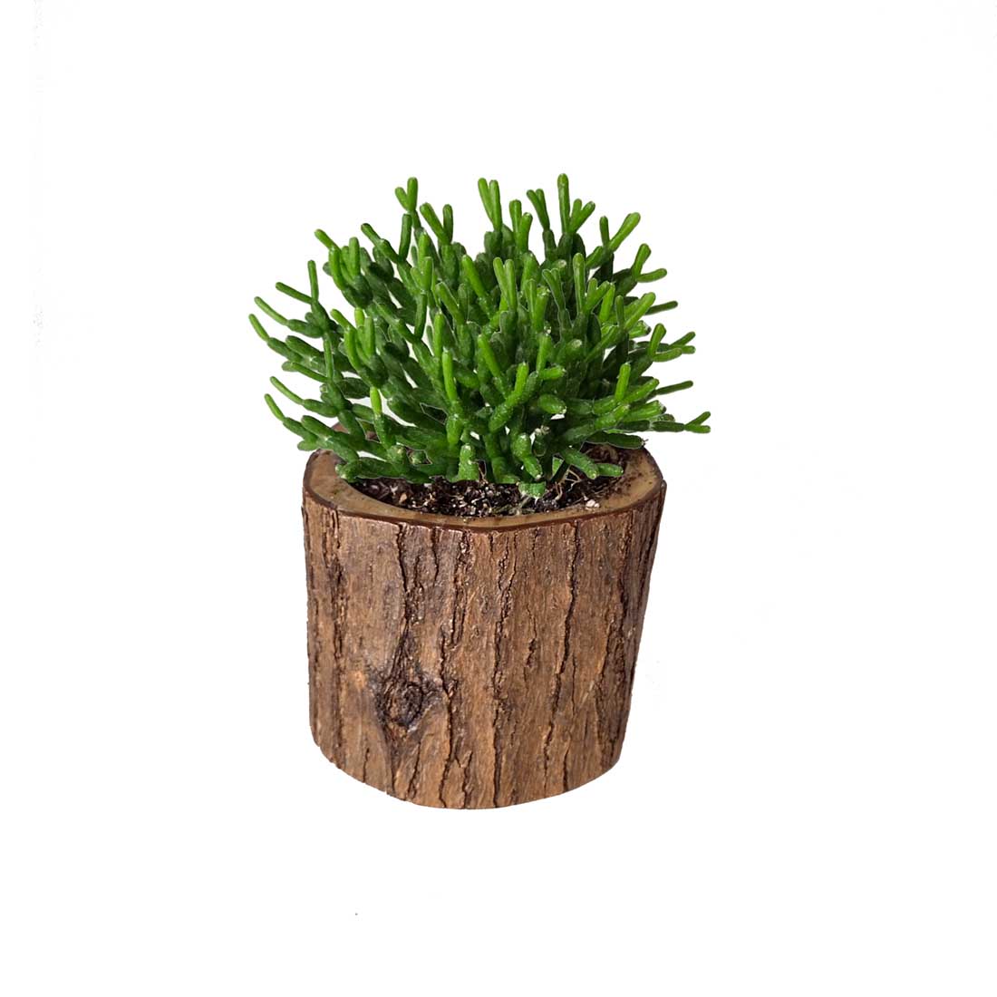 STUMP POT - SIZE 2