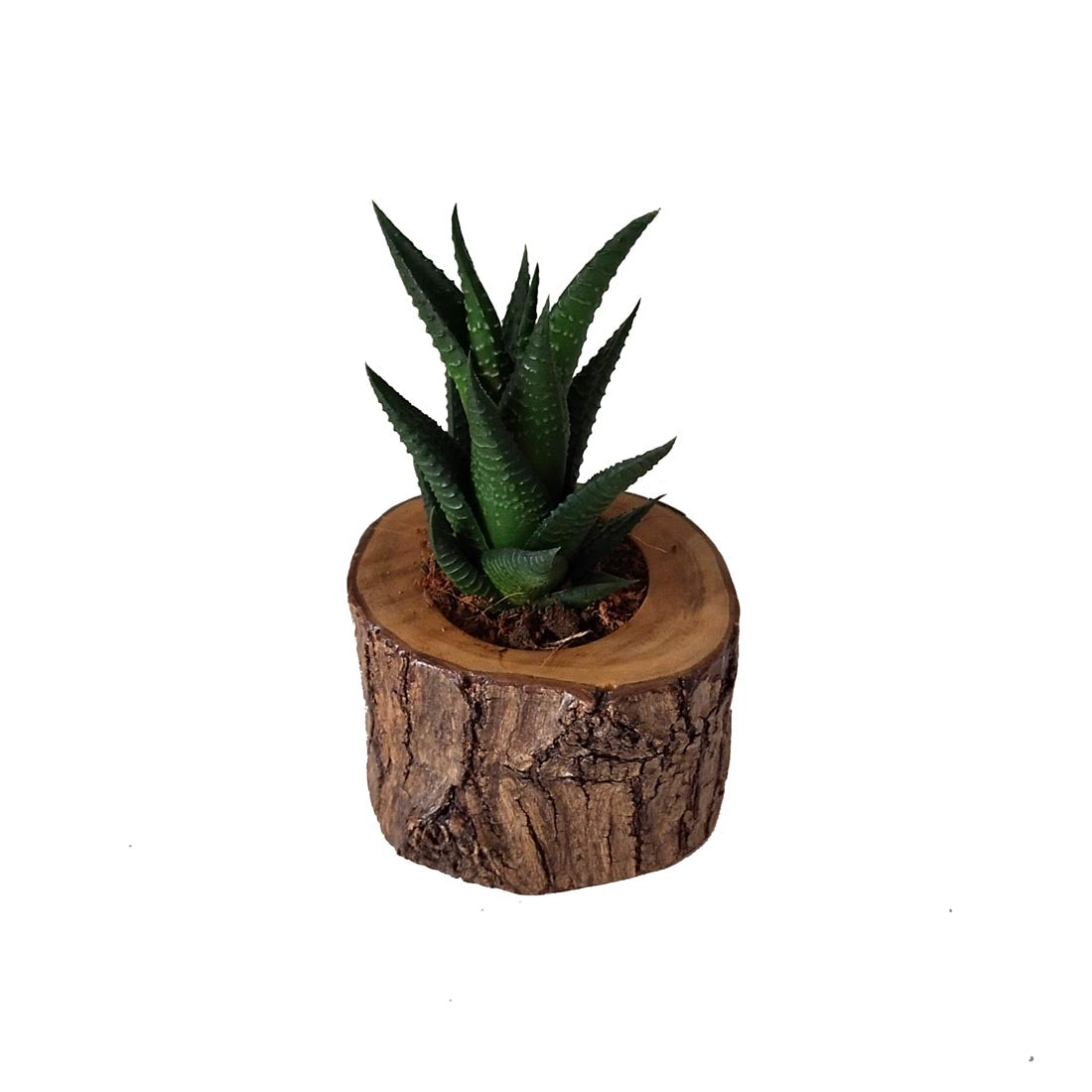 STUMP POT - SIZE 3