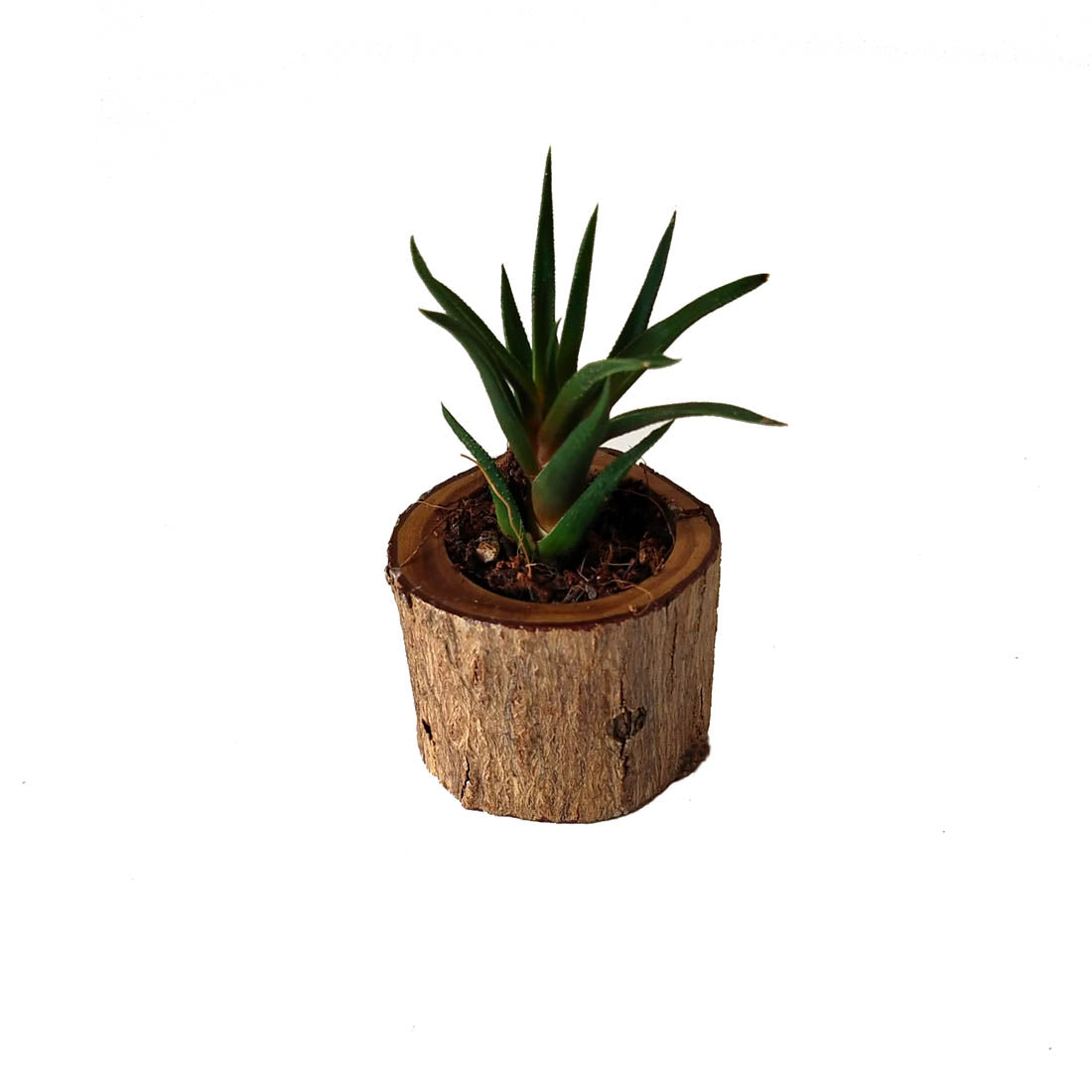 STUMP POT - SIZE 4